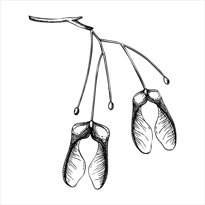 Decorative autumn leaf sketch. Maple tree seeds sketch. Hand drawn botanical element in sketched style. Fall leaves illustrations.  For Thanksgiving day design.